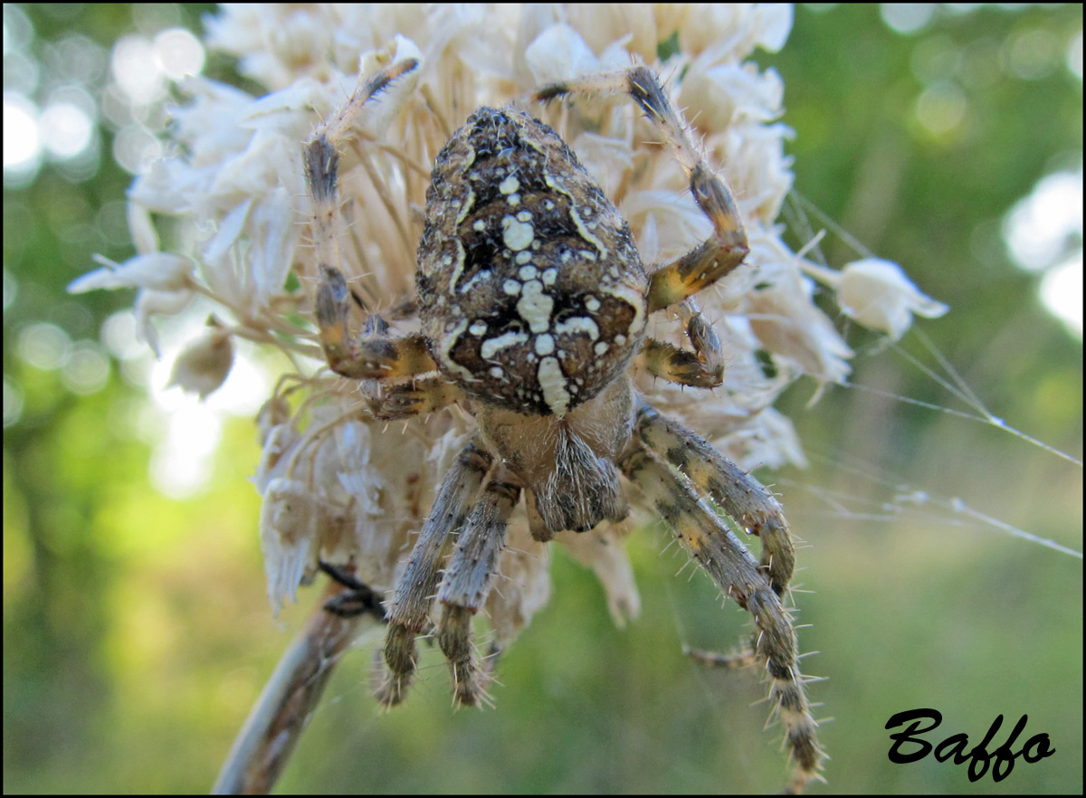 Araneus diadematus - Trieste (TS)